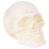 Best reviews of 😀 Zingz & Thingz Human Skull Cast Iron Paperweight 👍