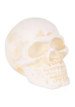Best reviews of 😀 Zingz & Thingz Human Skull Cast Iron Paperweight 👍